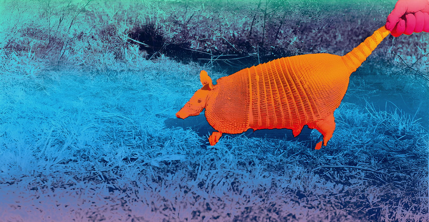 Armadillo