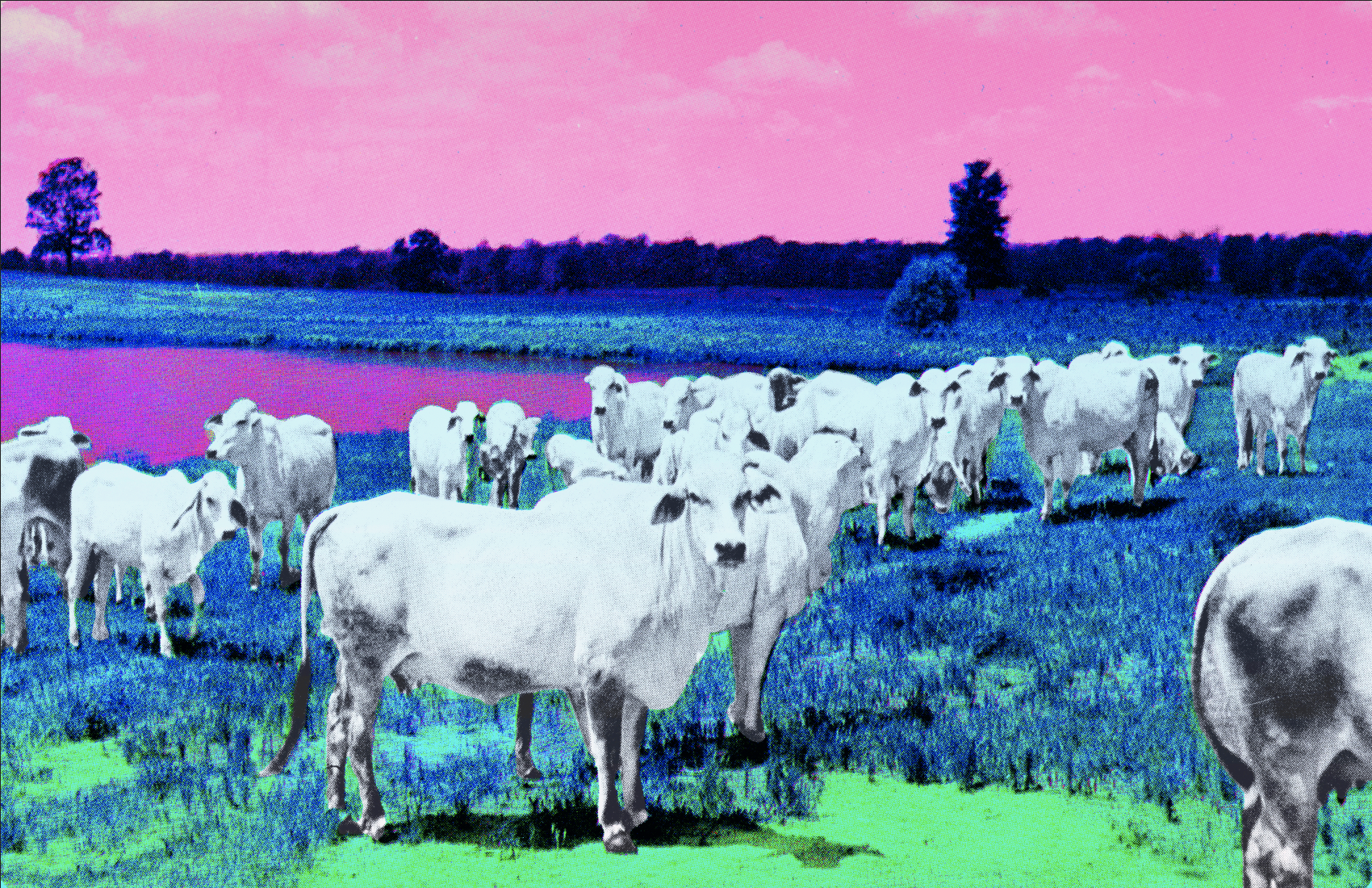Brahman Bulls
